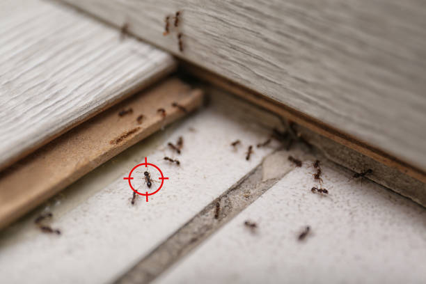 Best Ant Control Services  in Lima, OH