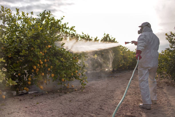 Best Affordable Pest Control Services  in Lima, OH