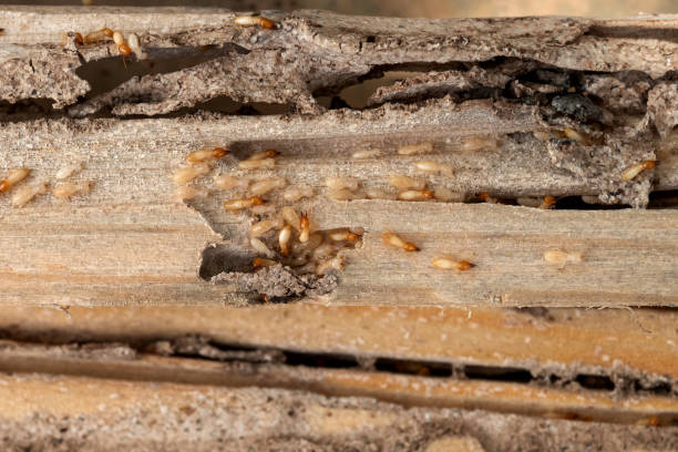 Best Cockroach Control Services  in Lima, OH